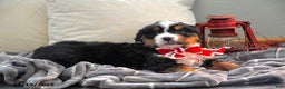 Bernese Mountain Dog dogs for sale: Richelle - Ad 3