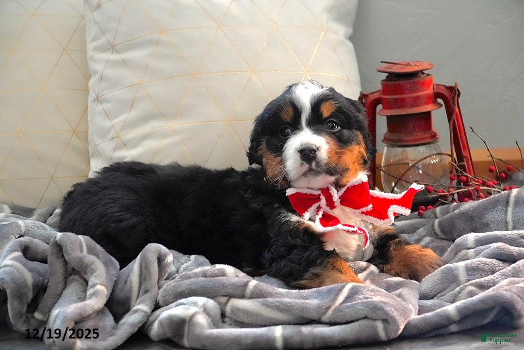 Bernese Mountain Dog dogs for sale: Richelle - Ad 3
