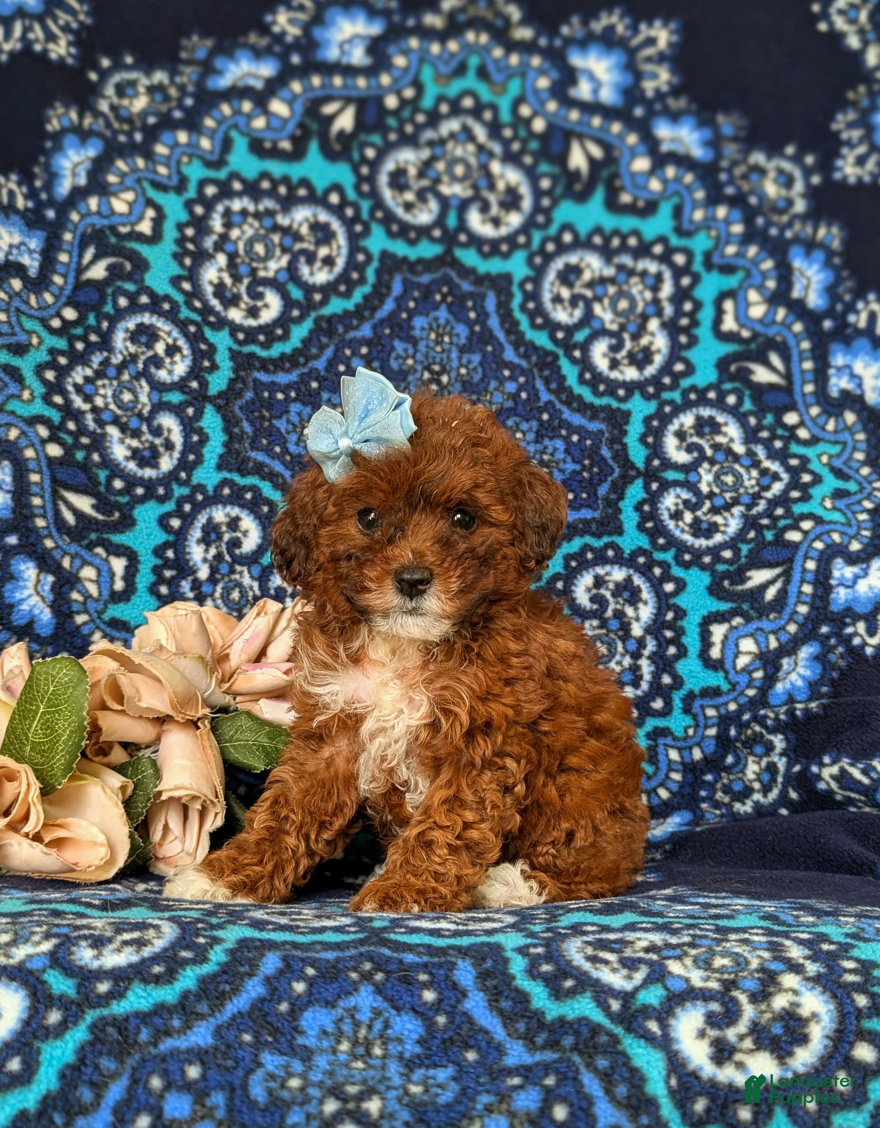 Lhasapoo dogs Chardanay Hypoallergenic - Ad 1