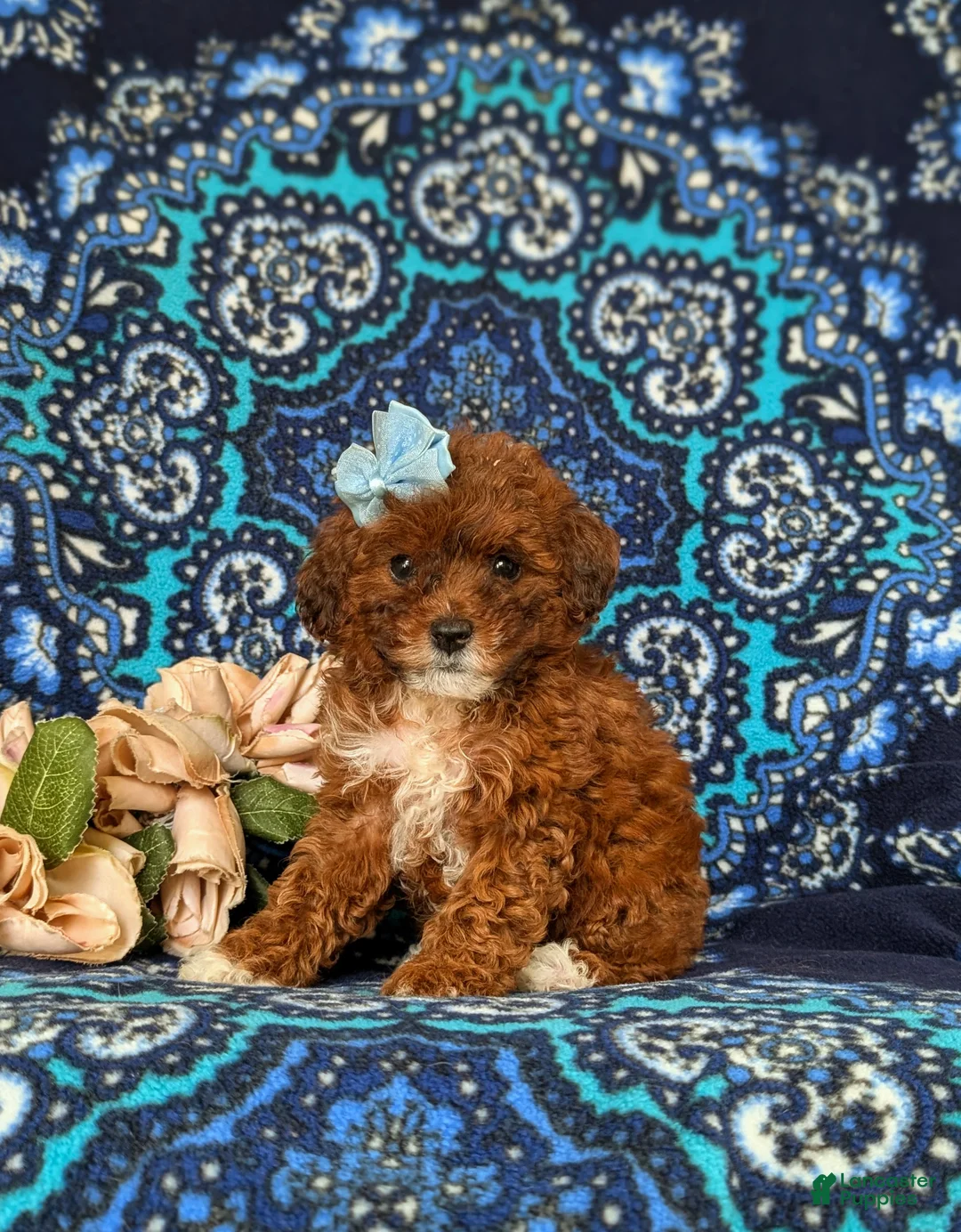 Lhasapoo dogs for sale: Chardanay Hypoallergenic - Ad 1