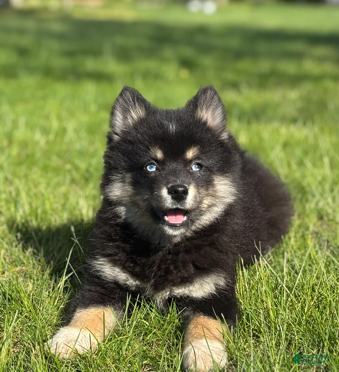 Gallery Image {{count}}