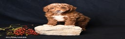 Toy Poodle dogs for sale: Moose - Ad 2