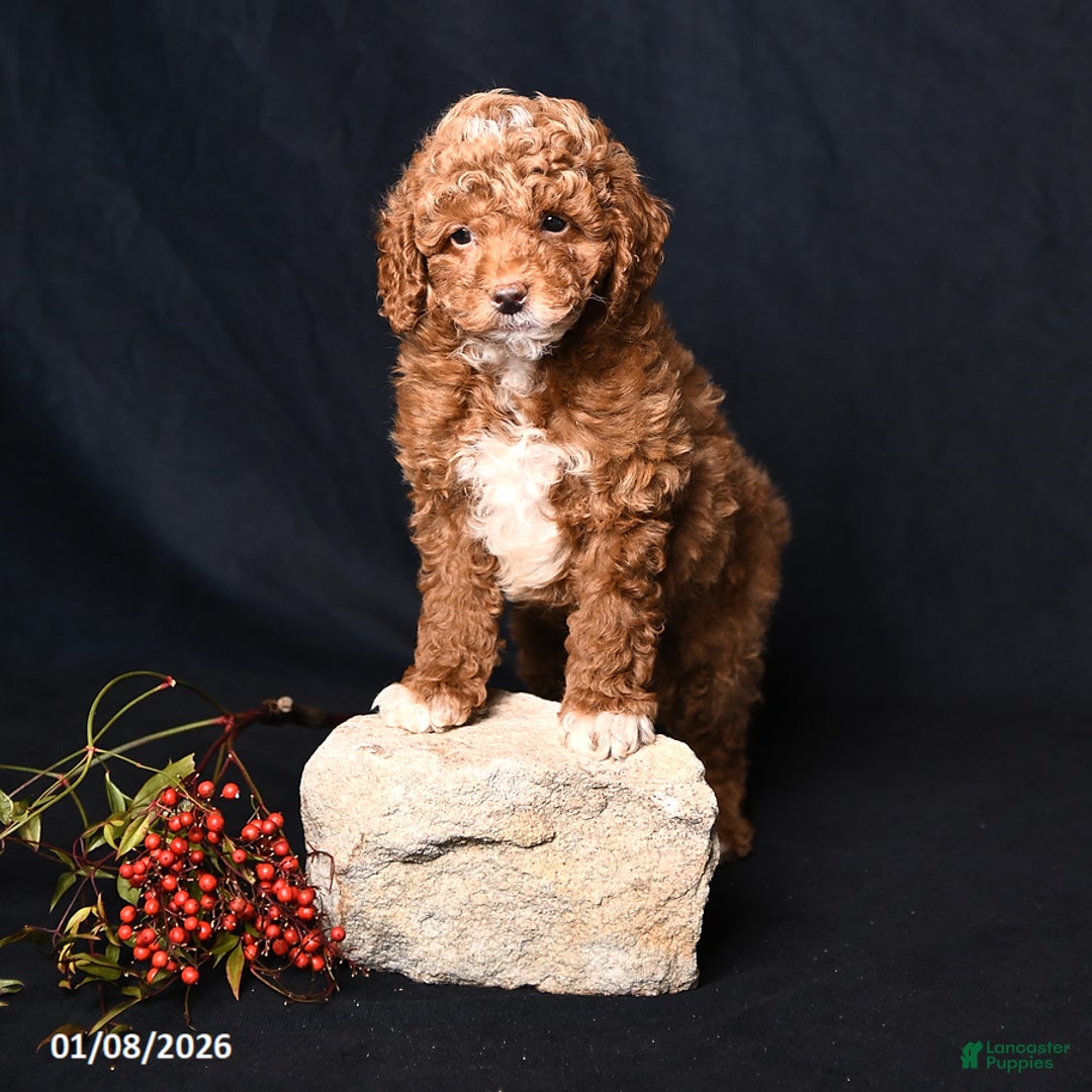 Toy Poodle dogs for sale: Moose - Ad 2