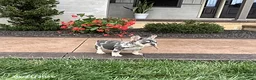 French Bulldog dogs for sale: Quincy - Ad 4