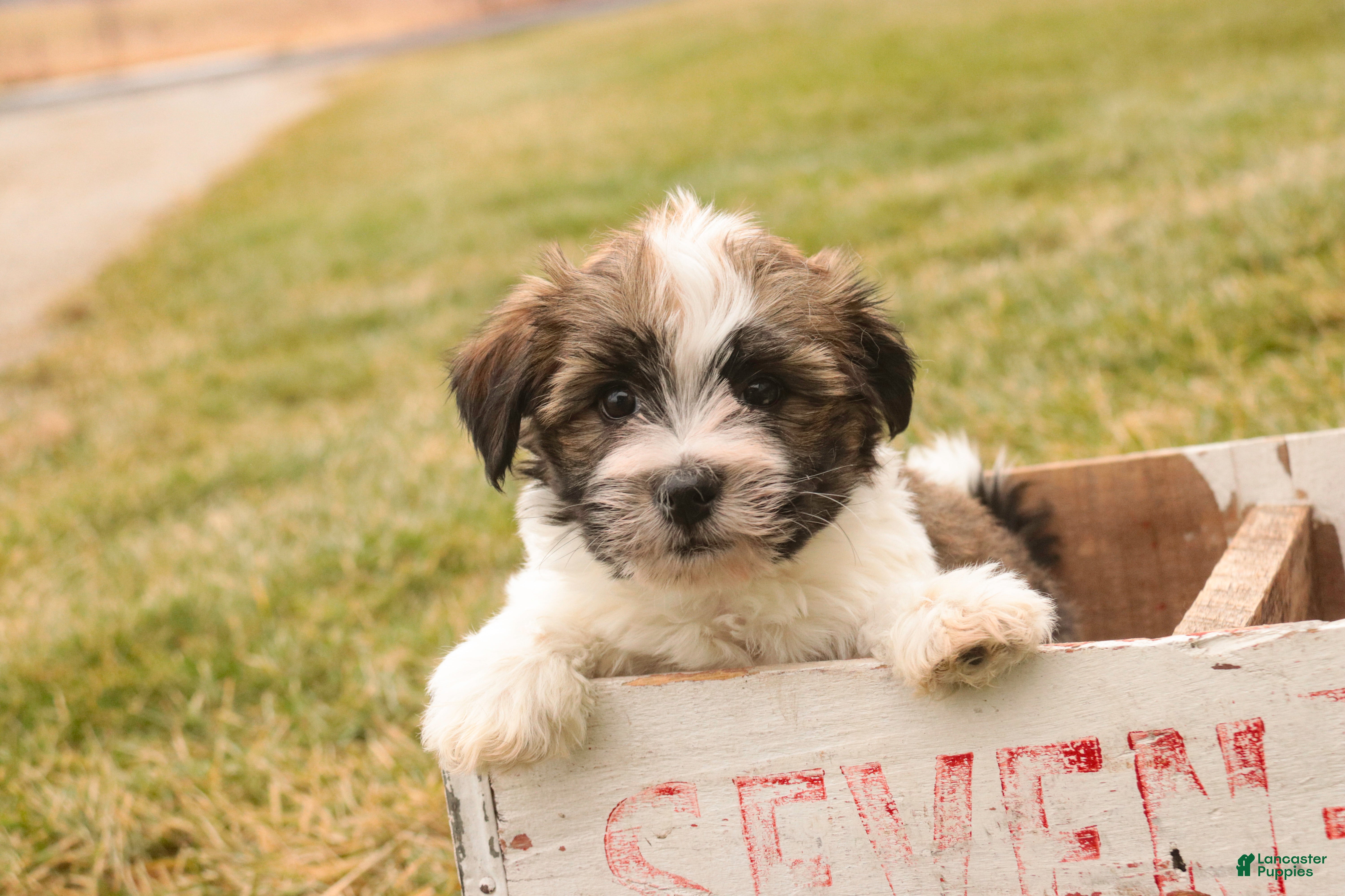 Havanese dogs Ranger - Ad 29