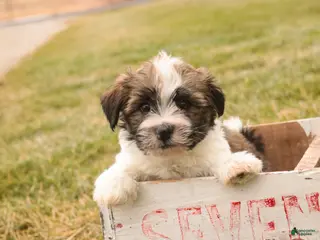Havanese dogs Ranger - Ad 16