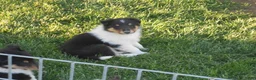 Collie dogs for sale: Collie Puppy 3 - Ad 2