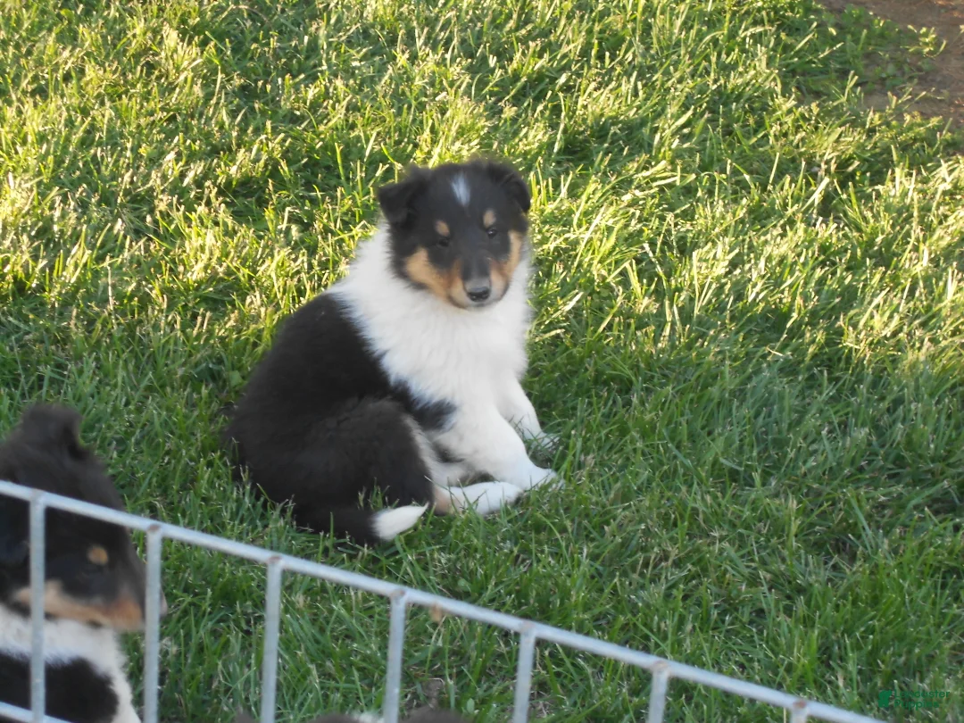 Collie dogs for sale: Collie Puppy 3 - Ad 2