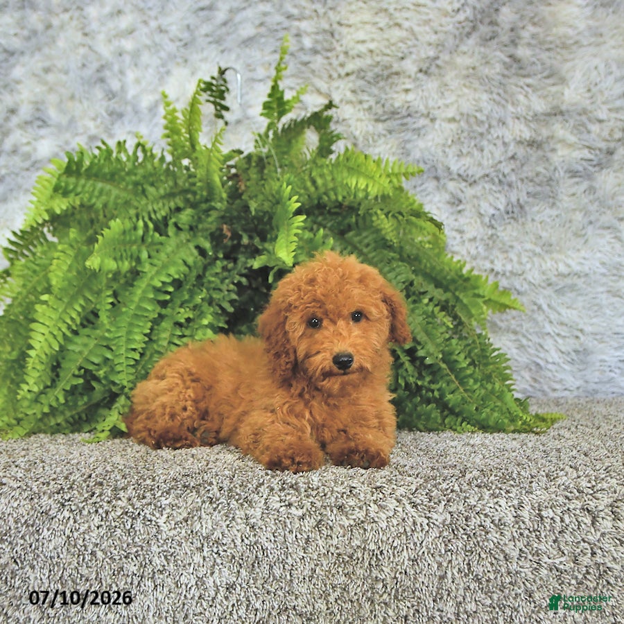 Toy Poodle dogs Jasper - Ad 2