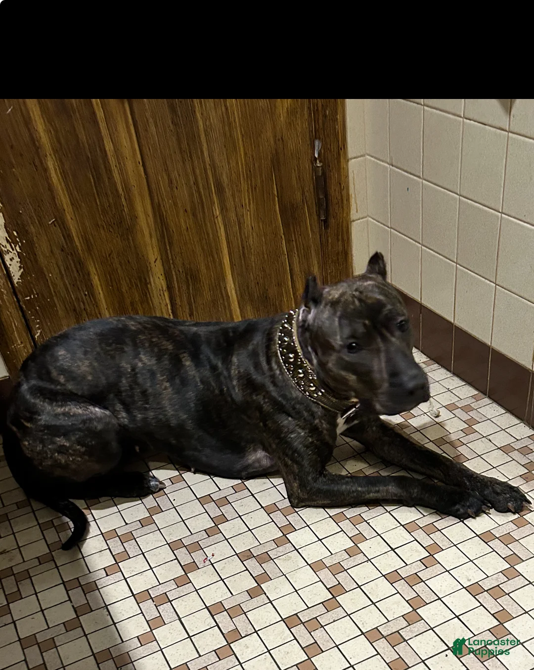 American Bully dogs for sale: Zeuss  - Ad 2