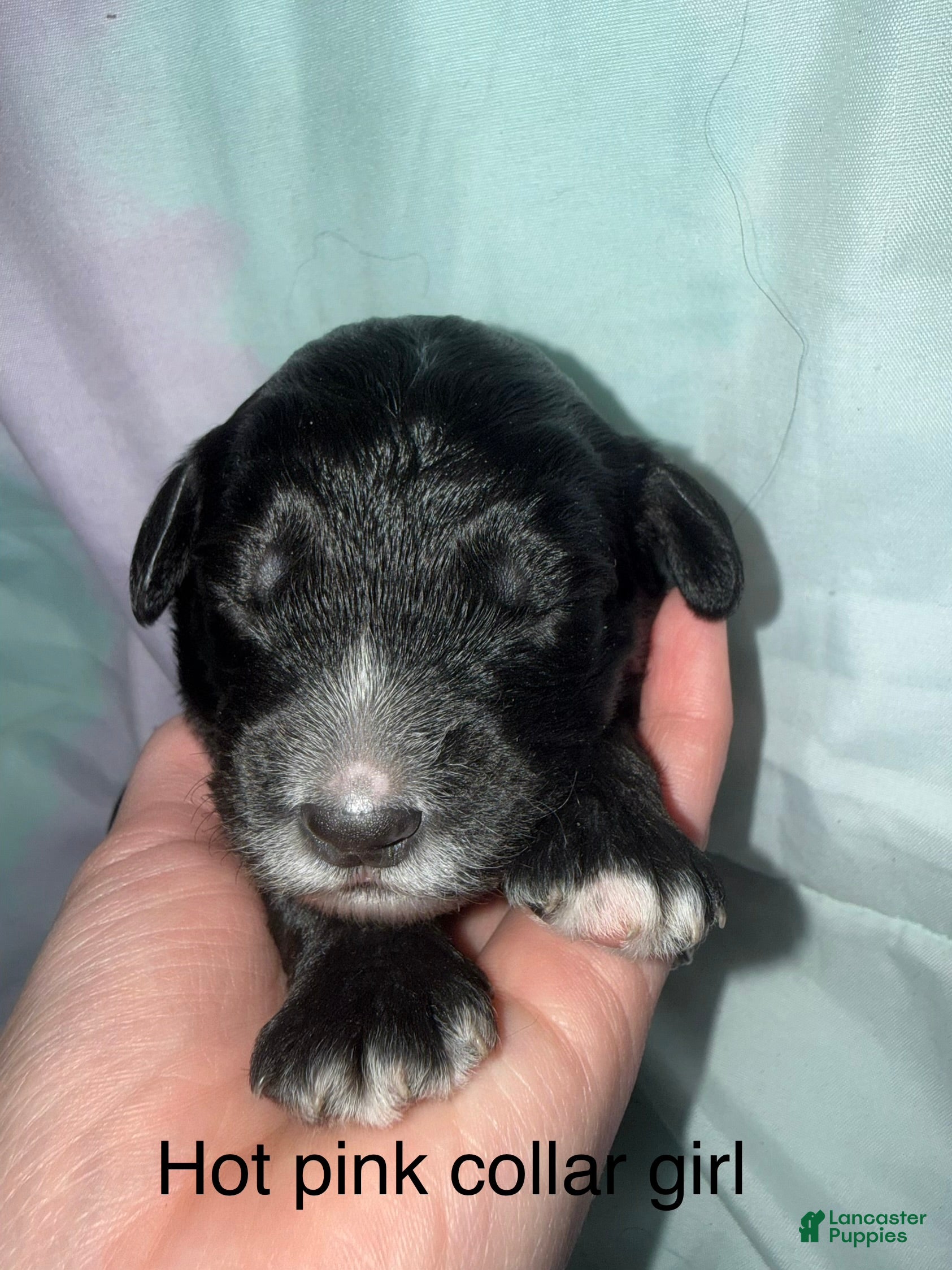 Mixed Breed dogs Hot pink collar girl - Ad 2