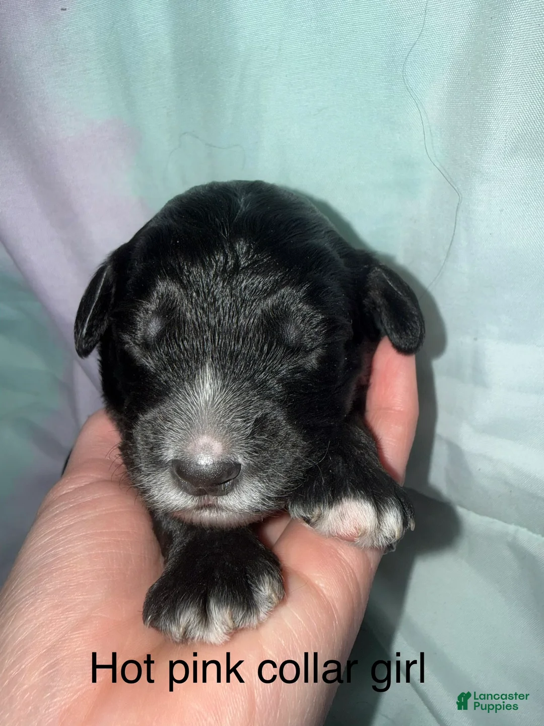 Mixed Breed dogs for sale: Hot pink collar girl - Ad 1