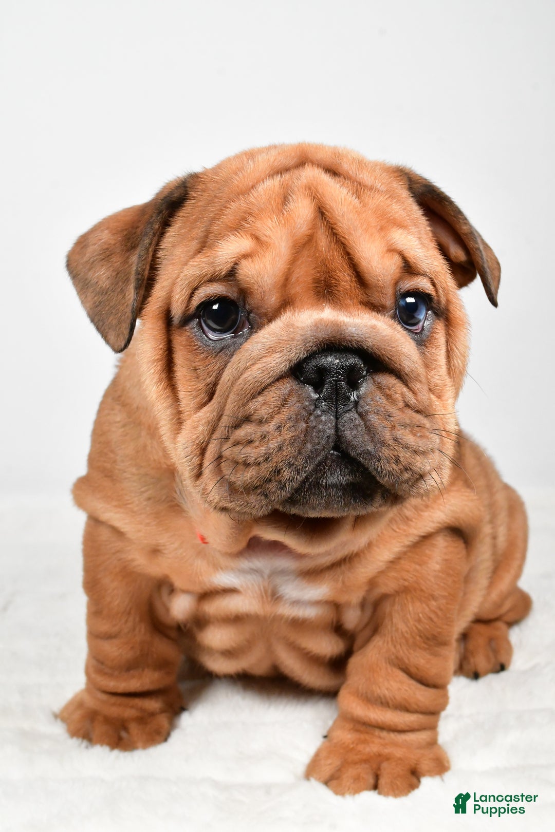 English Bulldog dogs for sale: Travis - Ad 6