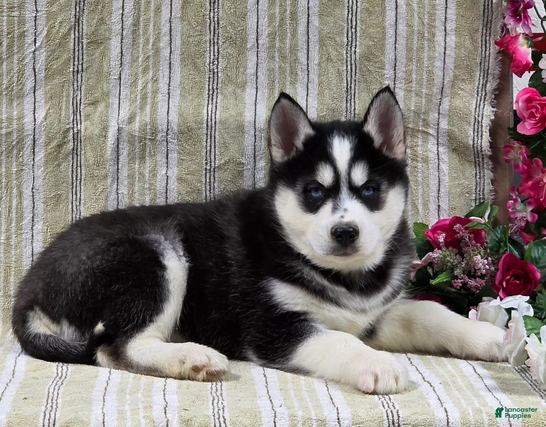 Siberian Husky dogs for sale: Dillon - Ad 10