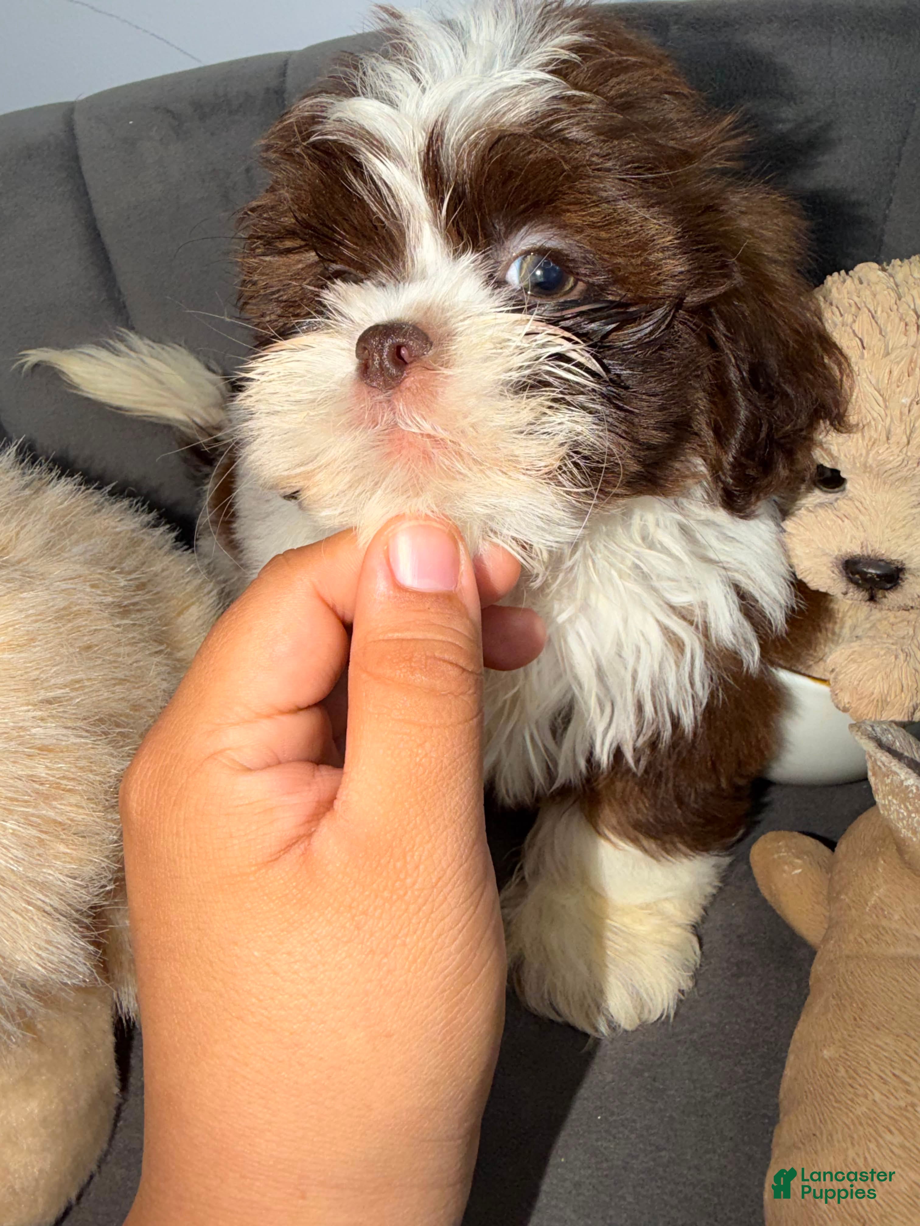 Shih Tzu dogs Shih Tzu 3 Felix - Ad 2
