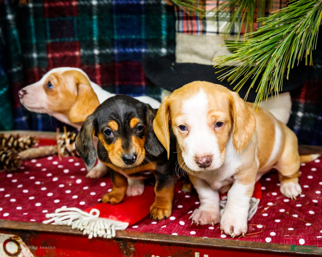 Miniature Dachshund dogs for sale: Sadie - Ad 15
