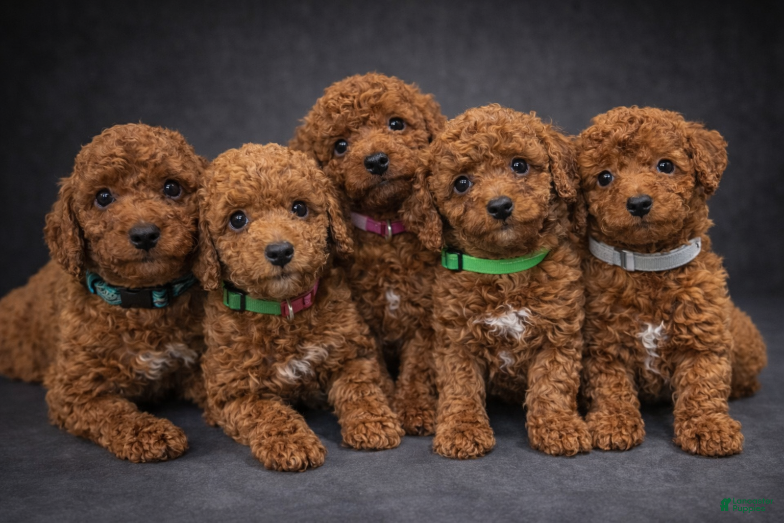 Toy Poodle dogs Maple - Ad 2