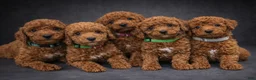 Toy Poodle dogs for sale: Cinnamon - Ad 2