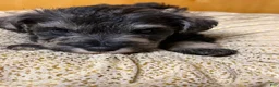 Schnauzer dogs for sale: Schnauzer Puppy 1 - Ad 4