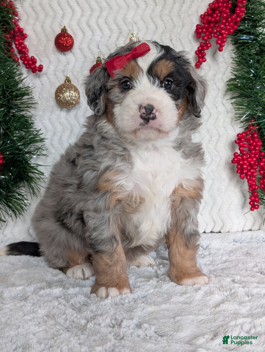 Mini Bernedoodle dogs for sale: Mini River - Ad 3