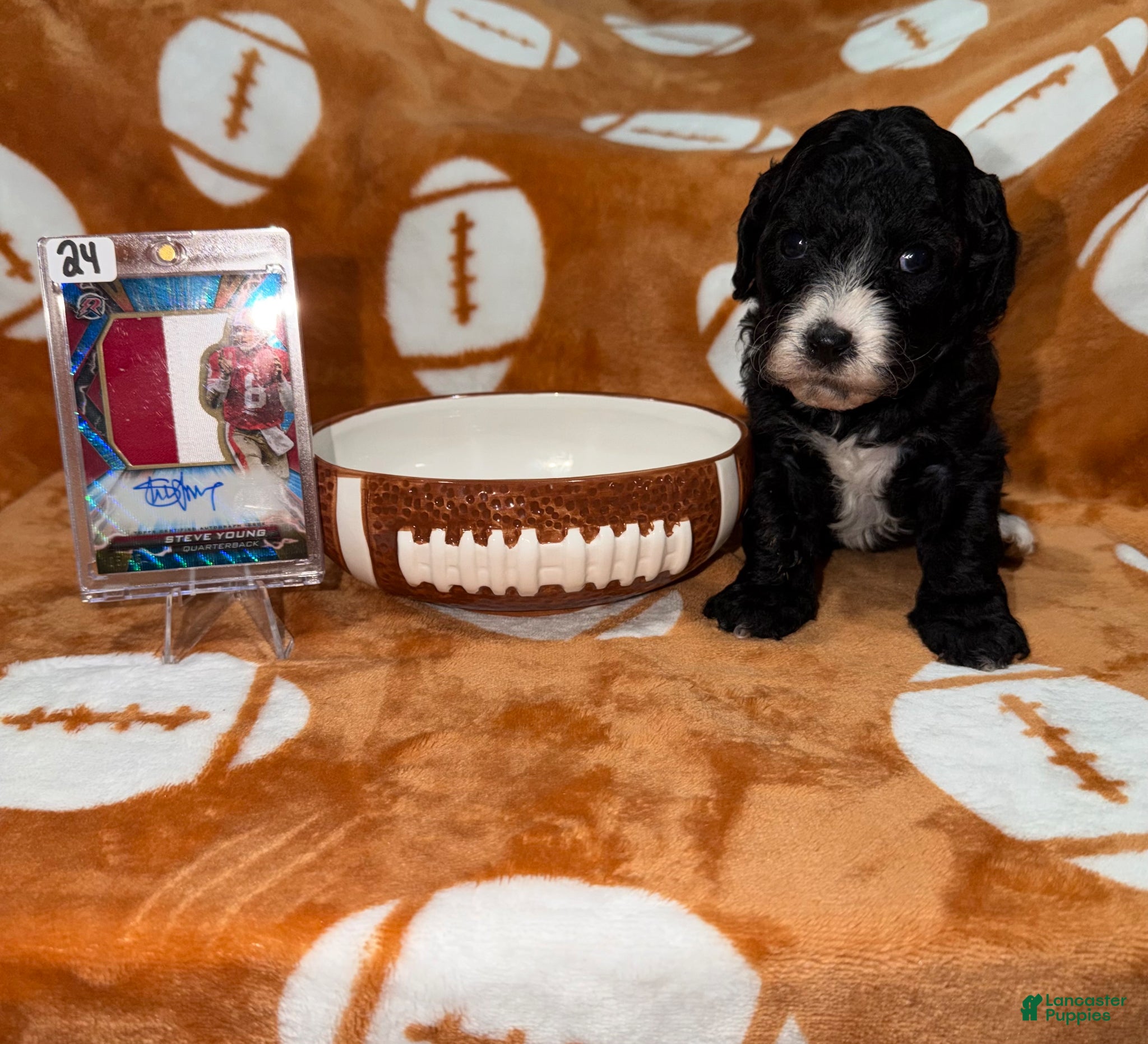 Cavapoo dogs Cavapoo Puppy 1 - Ad 12