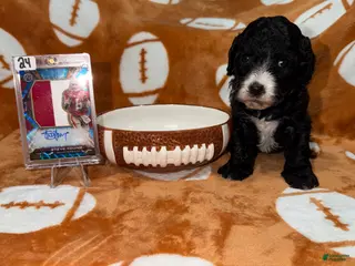 Cavapoo dogs Cavapoo Puppy 1 - Ad 12