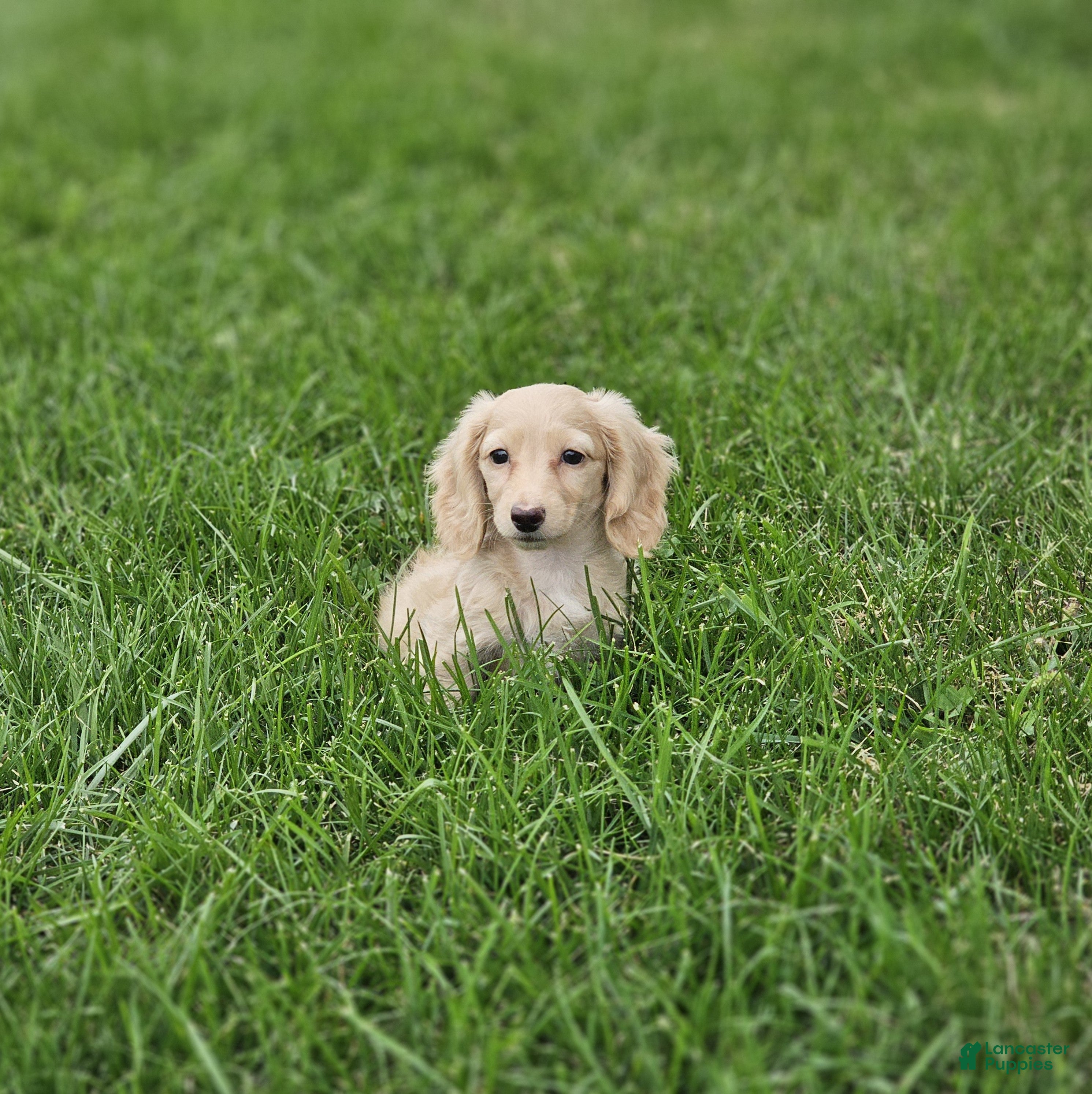 Miniature Dachshund dogs Zola - Ad 2