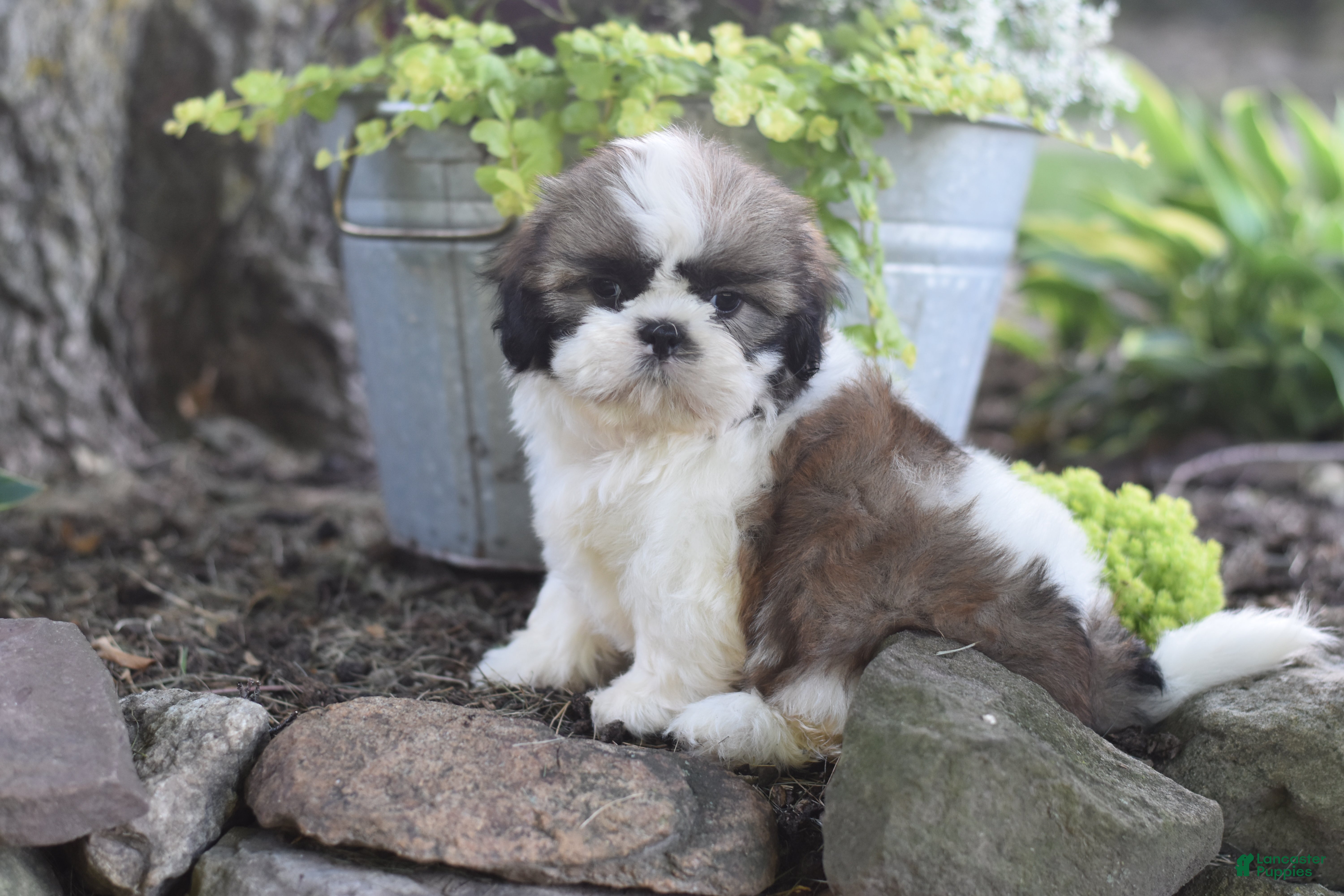 Shih Tzu dogs Barbie - Ad 1