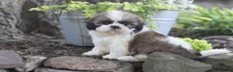 Shih Tzu dogs for sale: Barbie - Ad 1