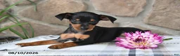 Miniature Pinscher dogs for sale: Bruce - Ad 5