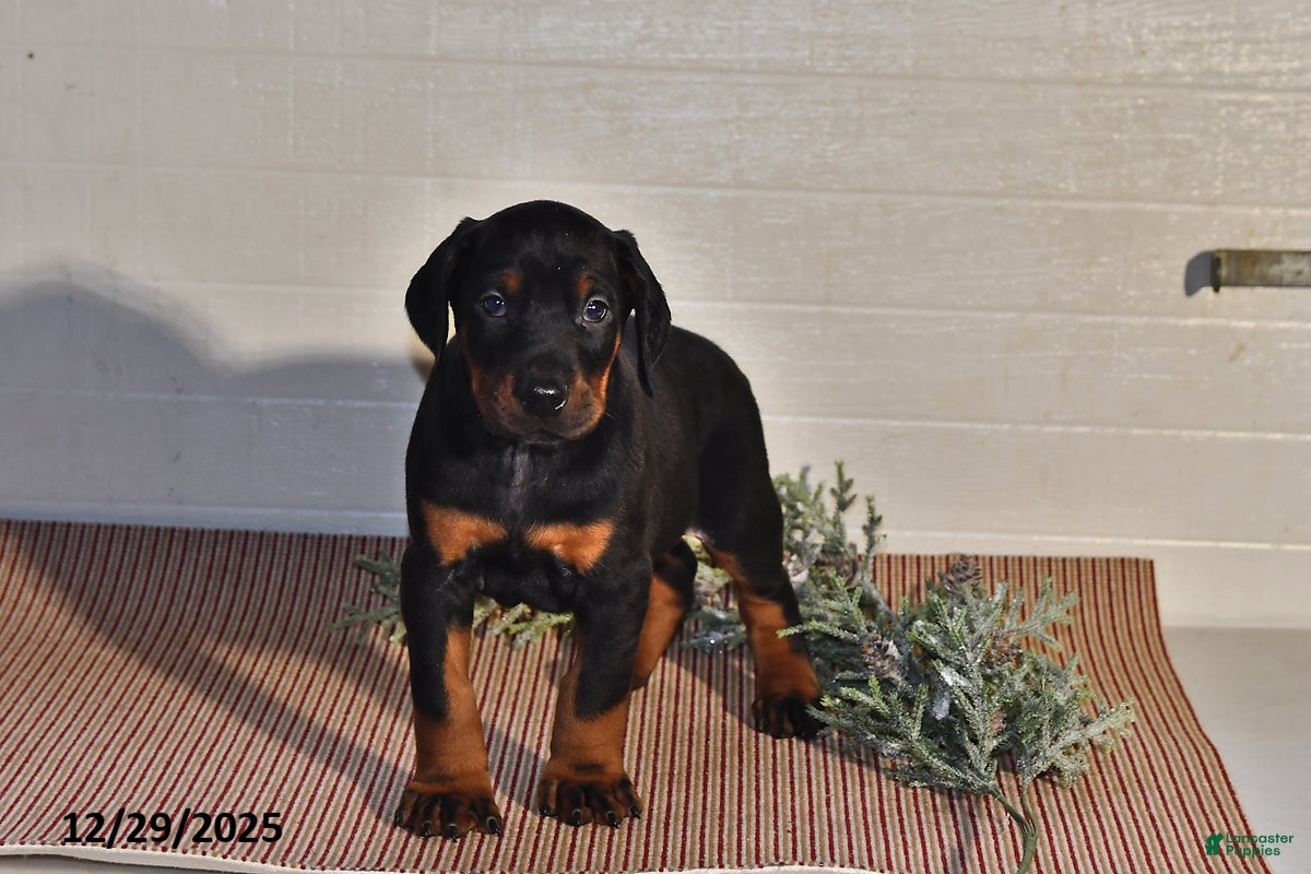 Doberman Pinscher dogs Jackson - Ad 26