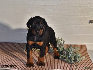 Doberman Pinscher dogs Jackson - Ad 22