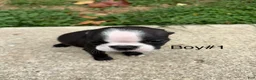 Boston Terrier dogs for sale: Boston Terrier 3 - Ad 5