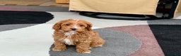 Cockapoo dogs for sale: Cockapoo female 1 - Ad 9