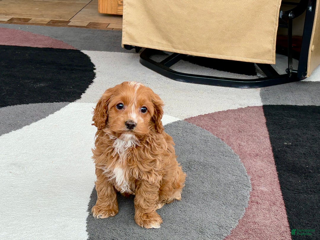 Cockapoo dogs for sale: Cockapoo female 1 - Ad 9