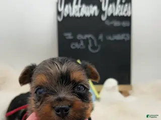 Yorkshire Terrier dogs for sale: Marty - Ad 4