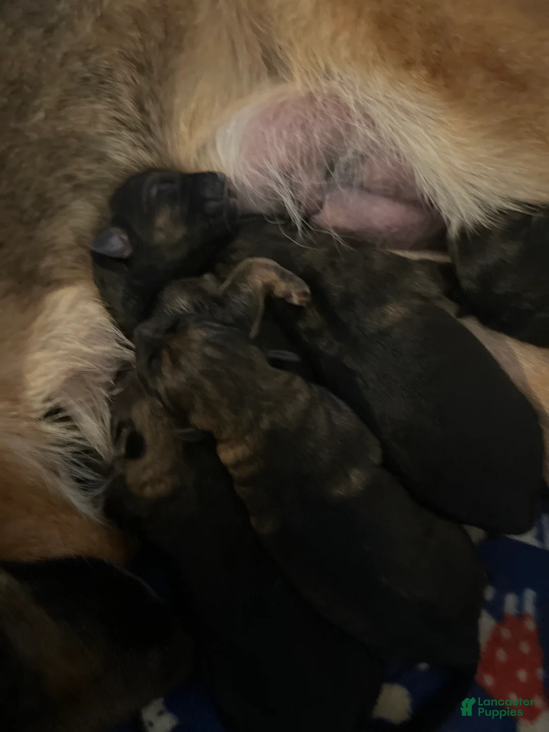 German Shepherd dogs for sale: German Shepherd 4 - Ad 2