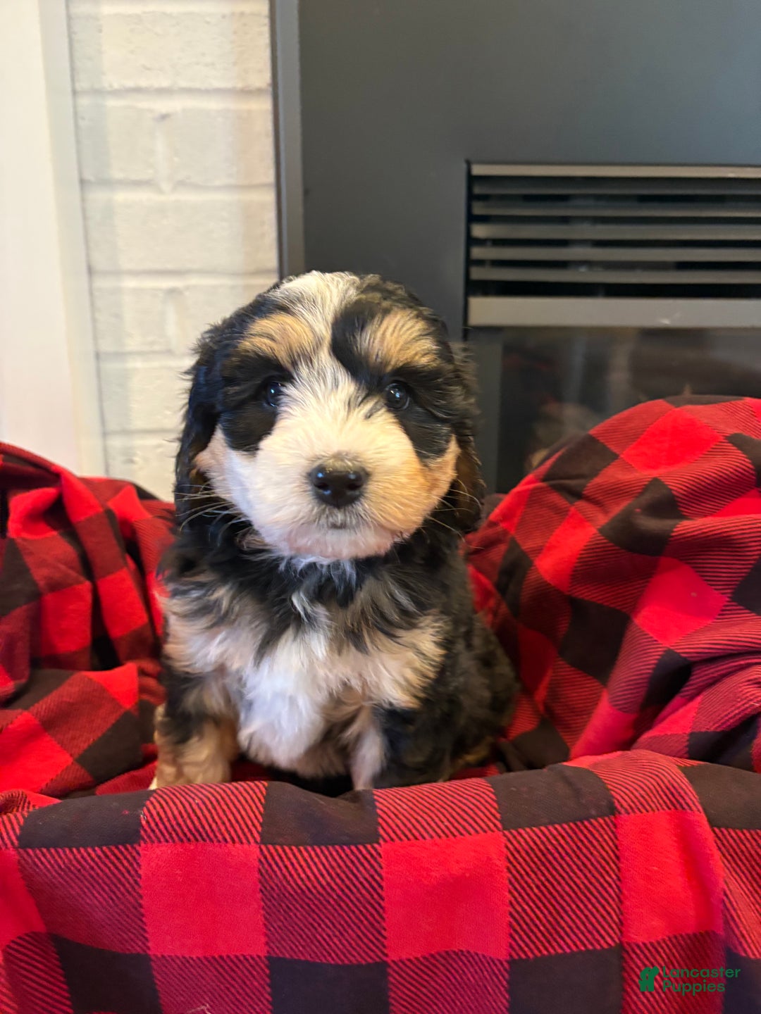 Mini Bernedoodle dogs for sale: Sadie - Ad 2