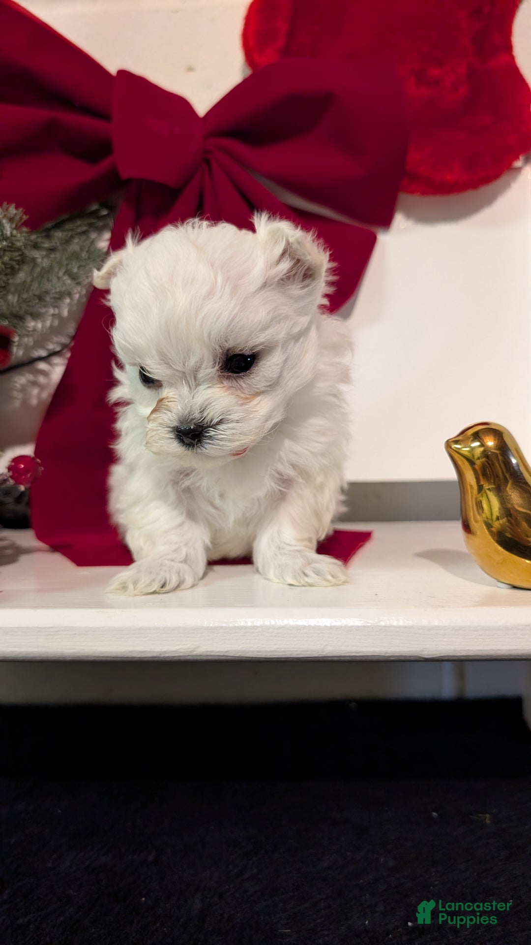 Maltese dogs for sale: Kai - Ad 5