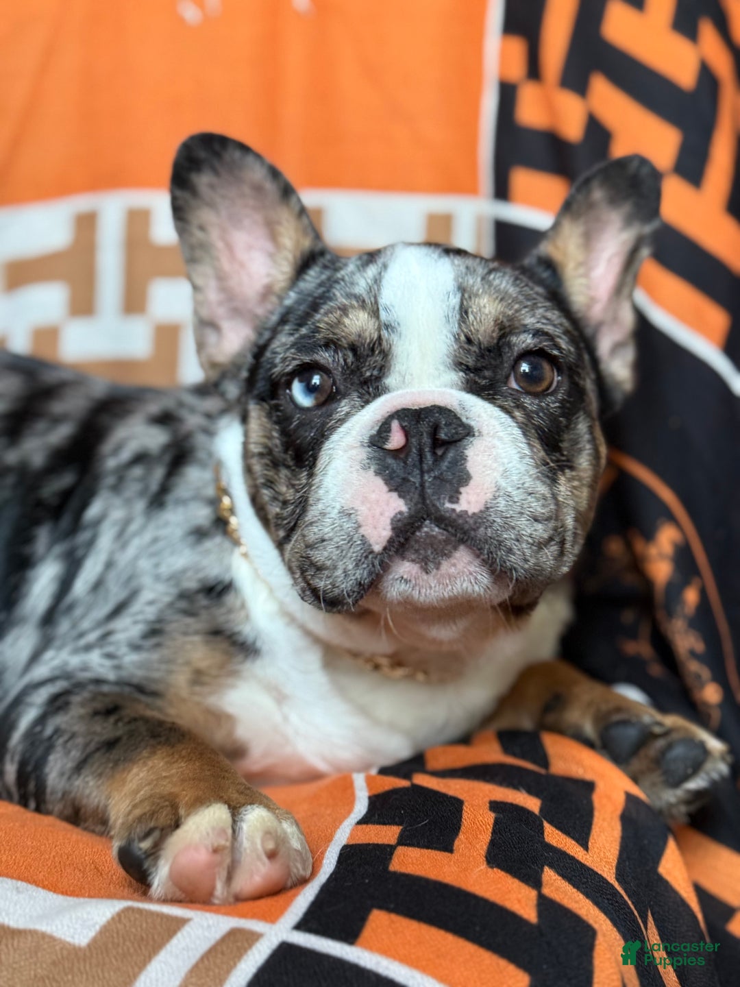 French Bulldog dogs for sale: Marcus - Ad 16