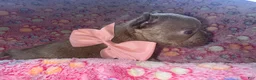 French Bulldog dogs for sale: French Bulldog 4 - Ad 3