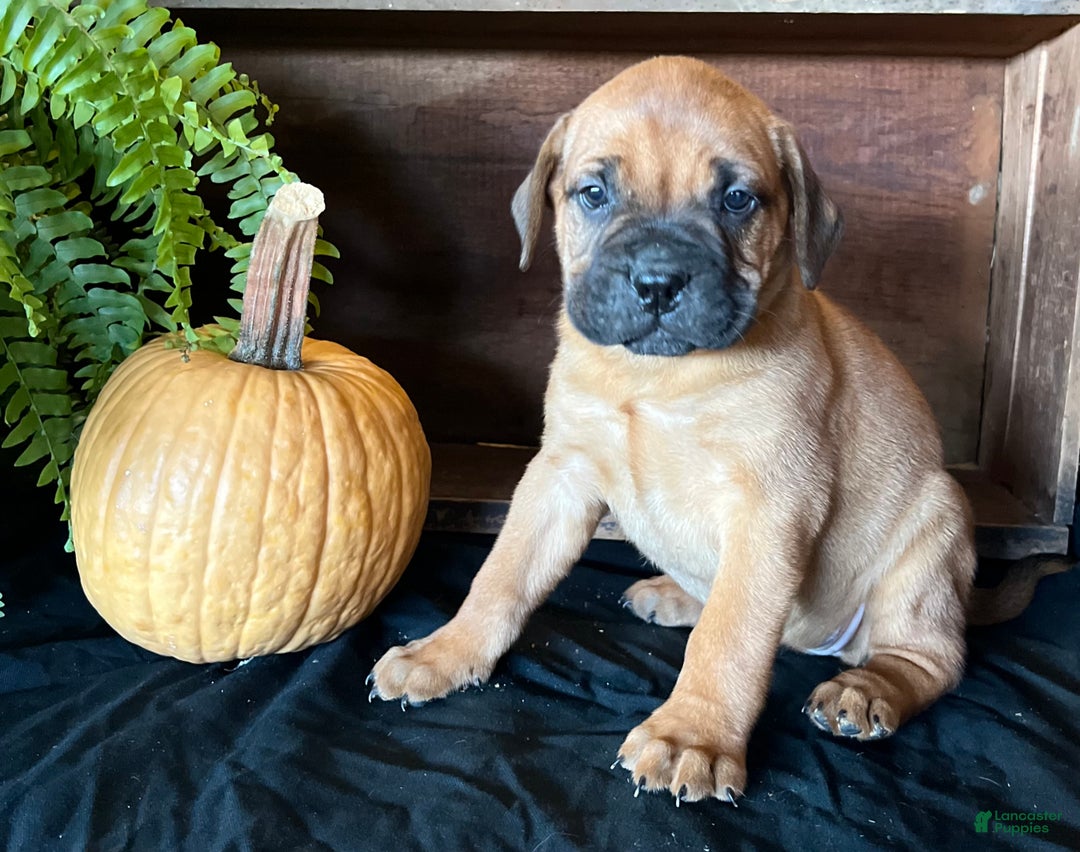 Bullmastiff Puppies for sale Lancaster Puppies