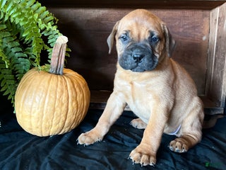 Bullmastiff dogs - Ad 5