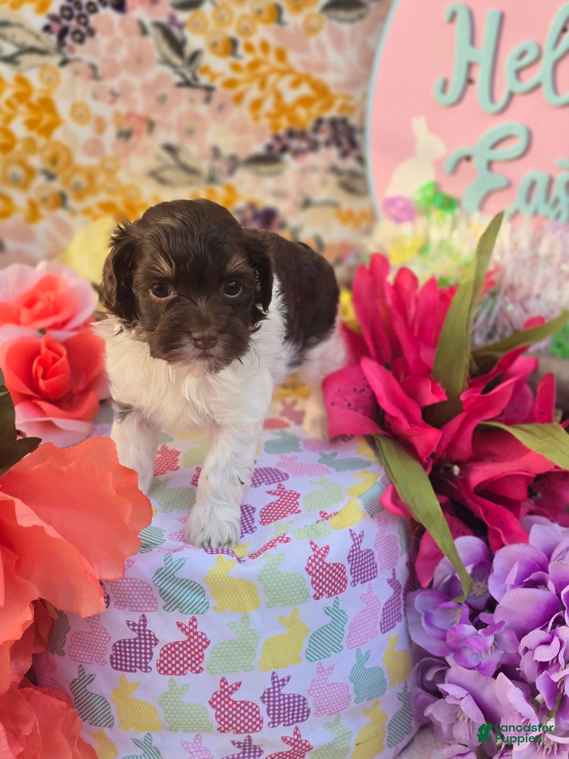 Havapoo dogs Wafer - Ad 25