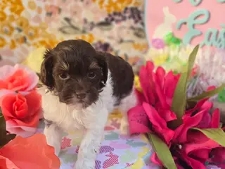 Havapoo dogs Wafer - Ad 25