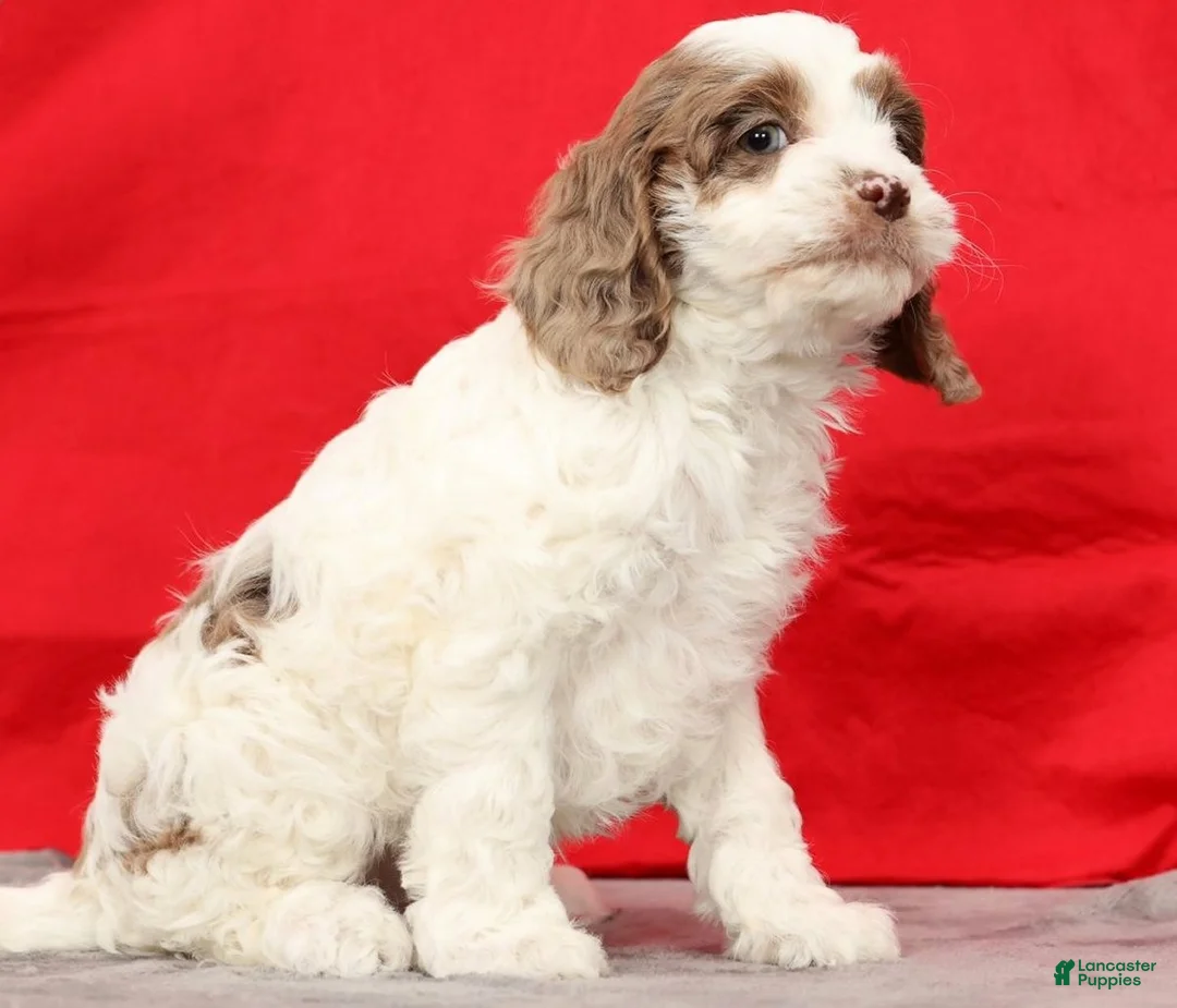 Cavapoo dogs for sale: Serena - Ad 8