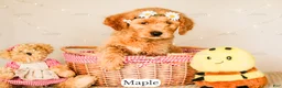 Goldendoodle dogs for sale: Maple - Ad 5