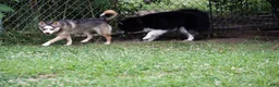 Pomsky dogs for sale: Presley - Small Girl - Ad 8