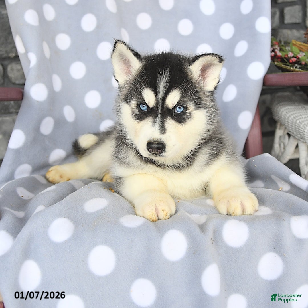 Siberian Husky dogs for sale: Cadbury - Ad 3