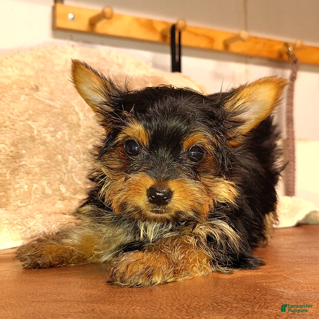 Yorkshire Terrier dogs for sale: Jiraiya - Ad 2